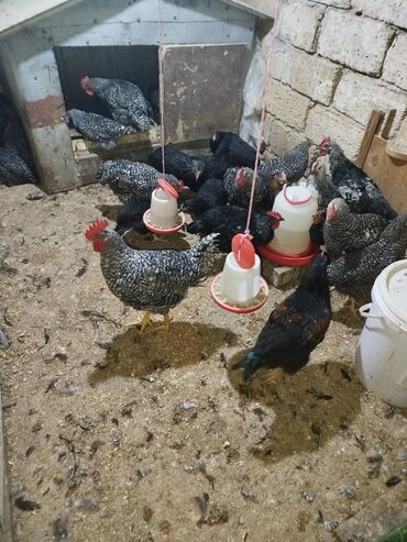 cennet qusu: Xoruzlar satılır 3ayligdi 2kq çəkisi gəlir xarkovdu birdə başqa bir