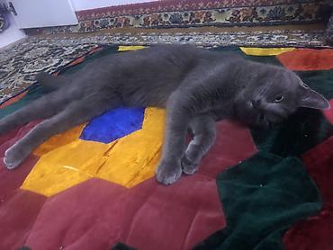 Продажа кошек: Жибек жолу 462 Британская короткошёрстная кошка, окрас сплошной серый — 6