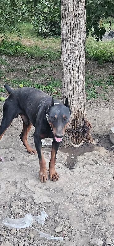 pudel satilir 2020: Doberman, Erkək — 2