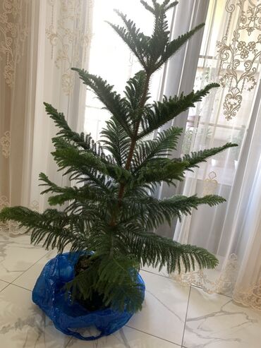 горам: Араукария разнолистная (Norfolk Island Pine) в горшке. - Живое