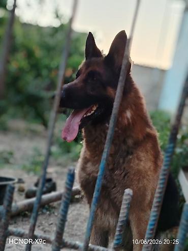 akita it: Alman çoban iti, Erkək — 2