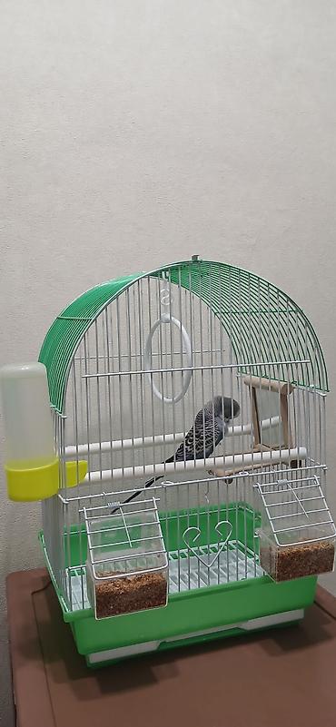 Зоотовары: Клетка для мелких и средних декоративных птиц (волнистые попугаи — 2