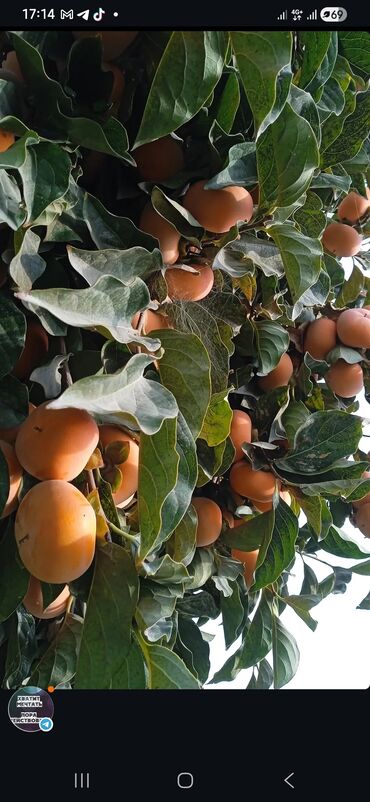 ковер бу бишкек: Курма сатылат, өзүбүздүн бакта өскөн, лепешка курма, химия кошулбаган