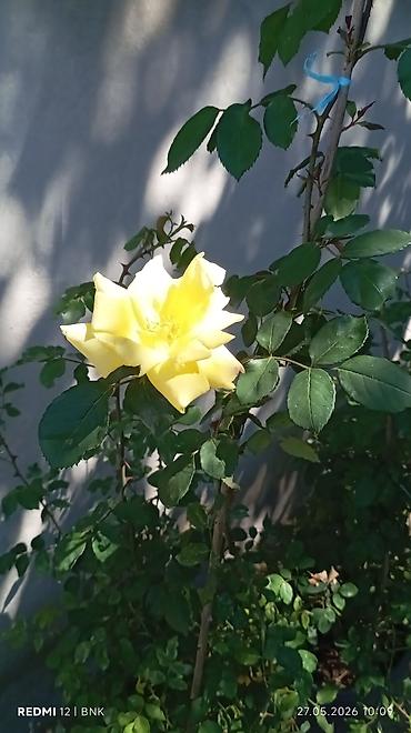 mal dili kaktus: Sarı qızılgül kolu – ətli, iri ləçəkləri və yumşaq ətirli çiçəklərlə — 1