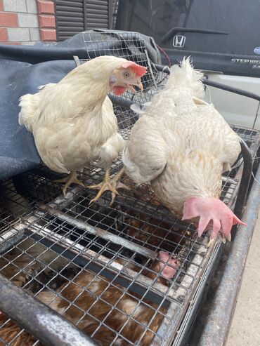 курица токмок: Продаю | Куры, Инкубационные яйца | Хай-Лайн Соня Грей | Несушки