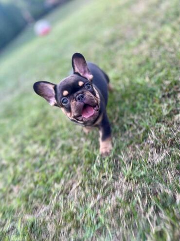 Psi: U ponudi imamo štenad egzotičnih boja, od kvalitetnih roditelja — 4