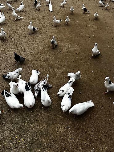 göyercin yuvası: Ağ rəng üstünlükdə olan dekorativ göyərçinlər - Növ: dekorativ/ev — 3