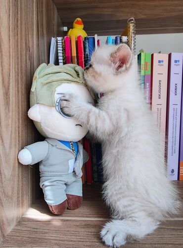 Pişiklər: Britan -da lalafo.az — 7 Pişiklər: Britan — 7