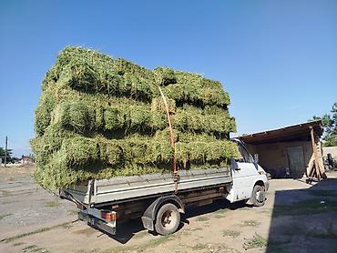 Корма для с/х животных: 2 укос клевер мелкий чистый 410 сом 150 штук — 6