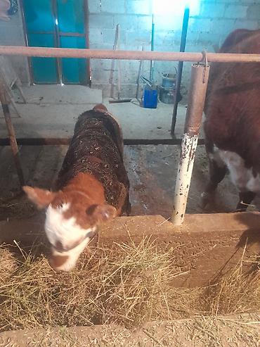 Коровы, быки: Продаю | Корова (самка) | Полукровка | Для разведения | После отела — 7