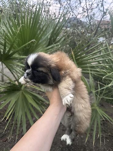 heyvan bazarı: Pekines, 2 ay — 2