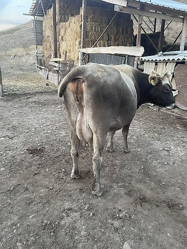 Продам с/х животных: Продаю | Корова (самка), Бык (самец), Тёлка | Ангус, Швицкая, Симментальская | На откорм, На забой, Для разведения | Племенные — 10