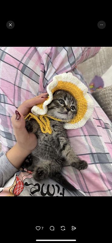 Продажа кошек: Скотиш Фолд (Шотландская вислоухая), 2 месяца, Девочка, Серый, Приучена к лотку, Проглистована, С документами — 1