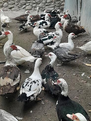 ördəyi: Kom halda hamsi 20 manatdan xoruzlu fereli tek tek 15 20 manat fereler — 7