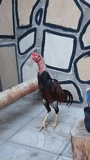 bakida cins ineklerin satisi: Becedi 9 aylıqdı cinsine qanına söz ola bilmez 120 m real alan olsa — 2