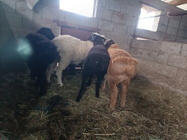 продам ягнят цена: Продаю | Ягненок | Арашан, Гиссарская, Полукровка | На забой, Для разведения, Для шерсти | Племенные