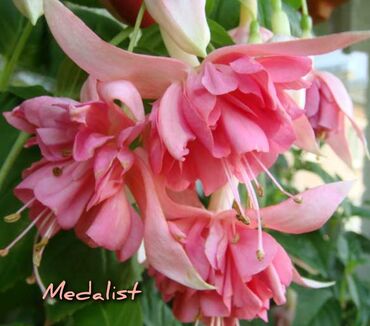 Другие комнатные растения: Продаю Детки!!! (укорененные черенки)сортовых,комнатных фуксий!Цена — 3