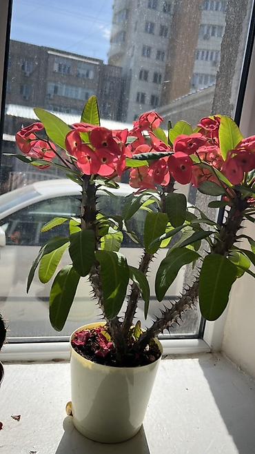 молочай миля: Молочай Милла (Euphorbia milii) в горшке - Компактный куст с — 3
