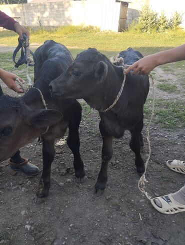 Коровы, быки: Продаю | Бык (самец) | Абердин-ангус | Для молока | Племенные