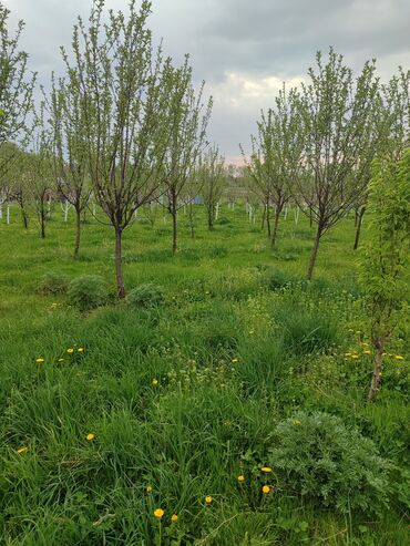 Продажа участков: 78 соток, Для строительства, Тех паспорт, Договор дарения — 14