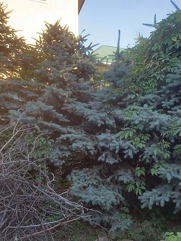 елочка в горшке купить: Елки дешевле рынка. В наличии елки разных размеров. Голубые и зеленые — 3