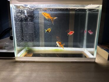 akvarum balıqları: Glofish, Sülhsevər, Pulsuz çatdırılma