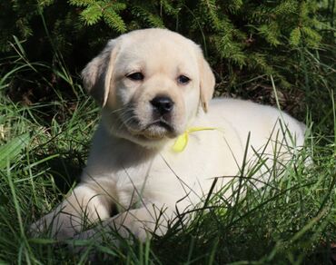 Psi: Predstavljamo vam naše novo žuto leglo! M: BLUE MOON ASTORELA ( — 5