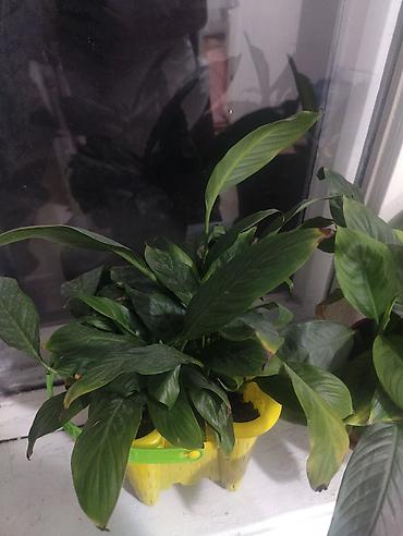 спатифиллум: Спатифиллум (Spathiphyllum) — комнатные растения в горшках. за все — 2