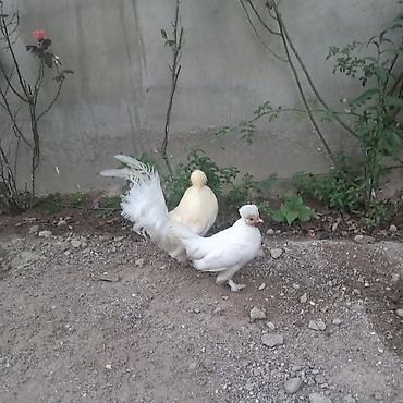 Toyuq, Damazlıq lalafo.az -da Toyuq, Damazlıq