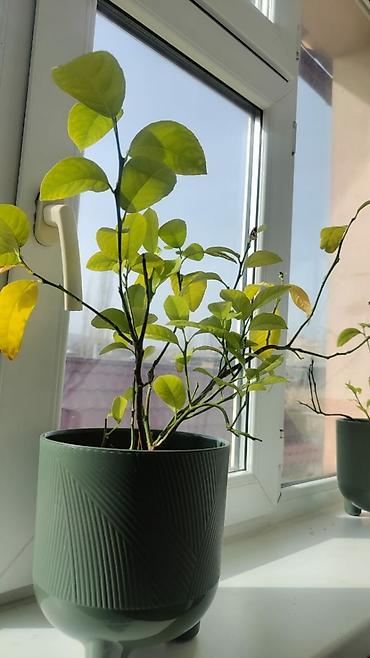 Фикусы: Комнатные цветы. Кактус. Лилия.кактус Эпифиллум (Epiphyllum) или — 7
