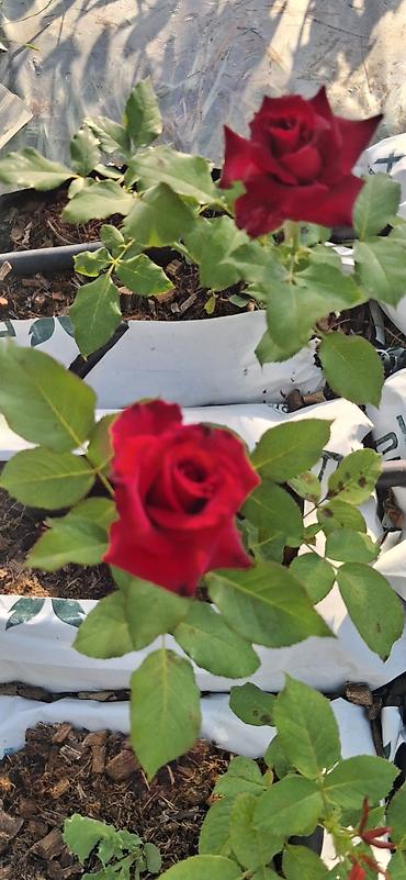 qırmızı gübrə: Məhsul: Qırmızı qızılgül kolu (tez-tez və bol çiçək açan hibrid çay — 8