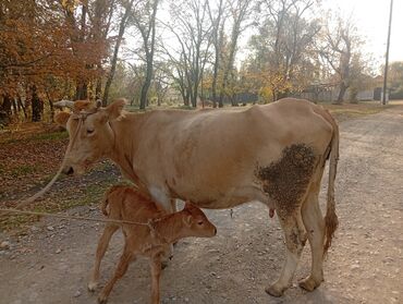 корм для животных: Сатам | Уй (ургаачы), Музоо | Көбөйтүү үчүн, Сүт алуу үчүн