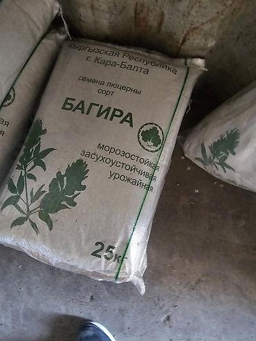 Семена льна: Семена люцерна,очищенный,магниченый,8летка Оптом и в розницу at lalafo.kg — 2 Семена льна: Семена люцерна,очищенный,магниченый,8летка Оптом и в розницу — 2