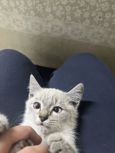 манчкин кот цена бишкек: Беспородная, 2 месяца, Девочка, Серый