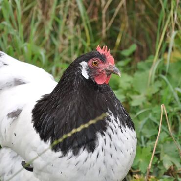 Toyuqlar: Məhsul: Qara-bəstəbaş (Avstralorp tipli) rəngdə kənd toyuqları və — 7