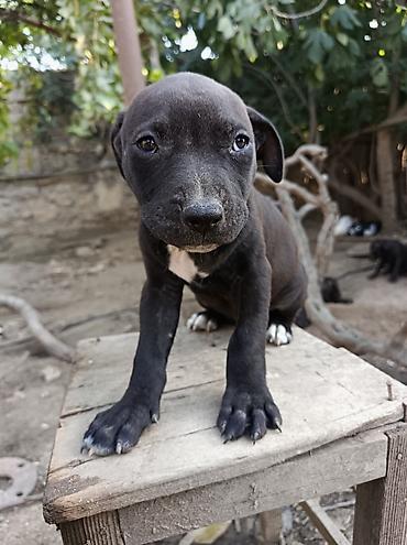 İtlər: Pitbul, 2 ay, Erkək — 6