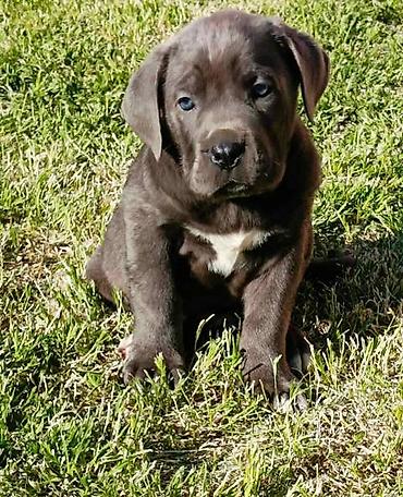 Psi: Kane Korso štenci Odgajivačnica Cane Corso Kennel Heavenly Kingdom FCI na lalafo.rs — 6 Psi: Kane Korso štenci Odgajivačnica Cane Corso Kennel Heavenly Kingdom FCI — 6