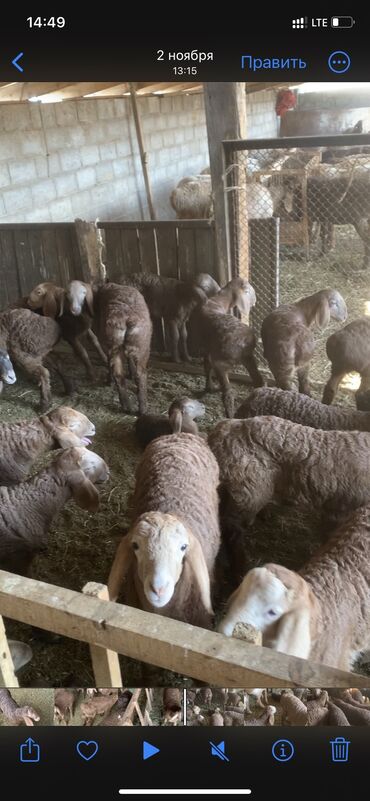 Бараны, овцы: Продаю | Ягненок | Арашан | Для разведения | Племенные at lalafo.kg — 8 Бараны, овцы: Продаю | Ягненок | Арашан | Для разведения | Племенные — 8