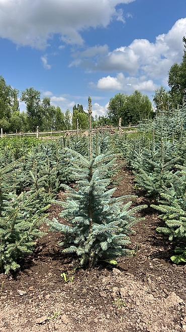 ёлки зелёные: Ель колючая (Picea pungens), голубая форма — саженцы для озеленения — 7