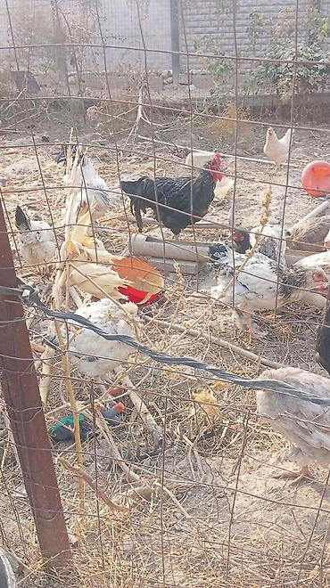 циплята несушки: Продаю | Куры | Домашняя | Для разведения — 2