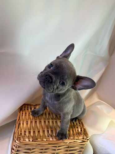 Άλλα: Beautiful French bulldog Puppies available for free adoption male