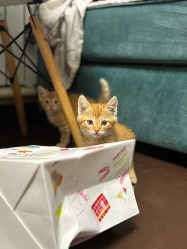 отдам кота я его боюсь: Мышык бекер берилет: Породасыз, 2 айлык, Эркек