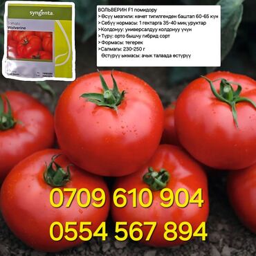 Овощи: Семена овощей: Помидоры, Огурцы, Лук, Самовывоз, Бесплатная доставка, Платная доставка — 11