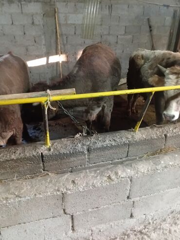 собака питбуль купить: Продаю | Бык (самец) | На откорм | Привязанные