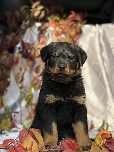 Продажа собак: Щенок породы ротвейлер Описание: - Породный щенок с классическим — 5