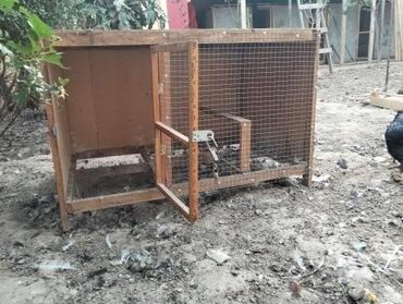 Qəfəslər: 7 eded var
Hamisini alana biri 50 manatdan verilecek