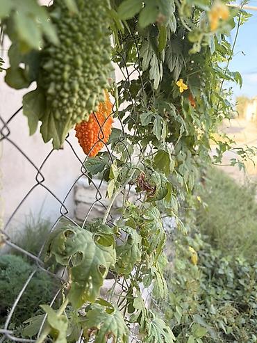 qrusa satisi: Acı xiyar (Momordika, “bitter melon”) – başqa cür Qüdrət narı meyvəsi — 2