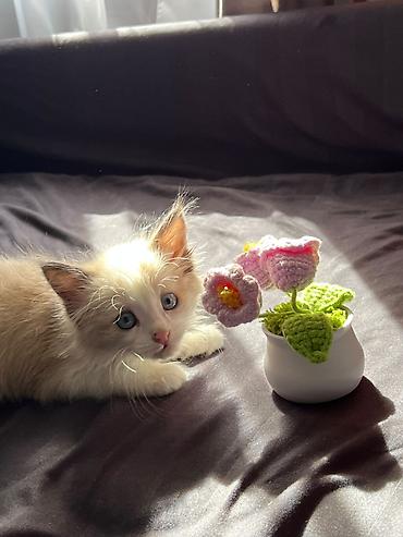 купить кошку ош: Кошка даром: Сиамская, 1 месяц, Девочка, Приучена к лотку, Проглистована — 1