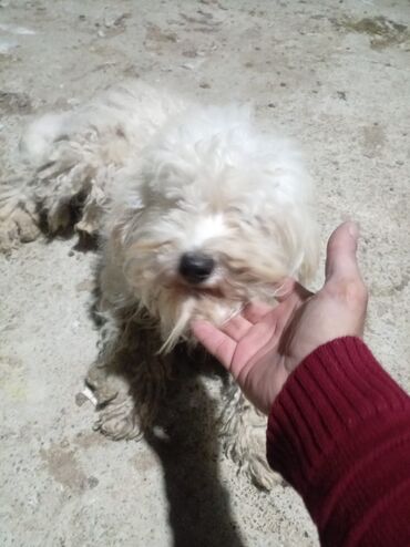 İtlər: Pudel — 10