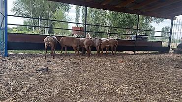 осеменитель: Продаю | Овца (самка) | Арашан | Для разведения — 2